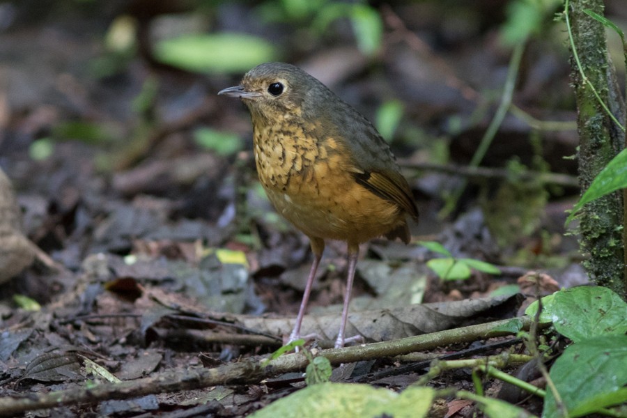 Speckle-breasted Antpitta - ML197506421