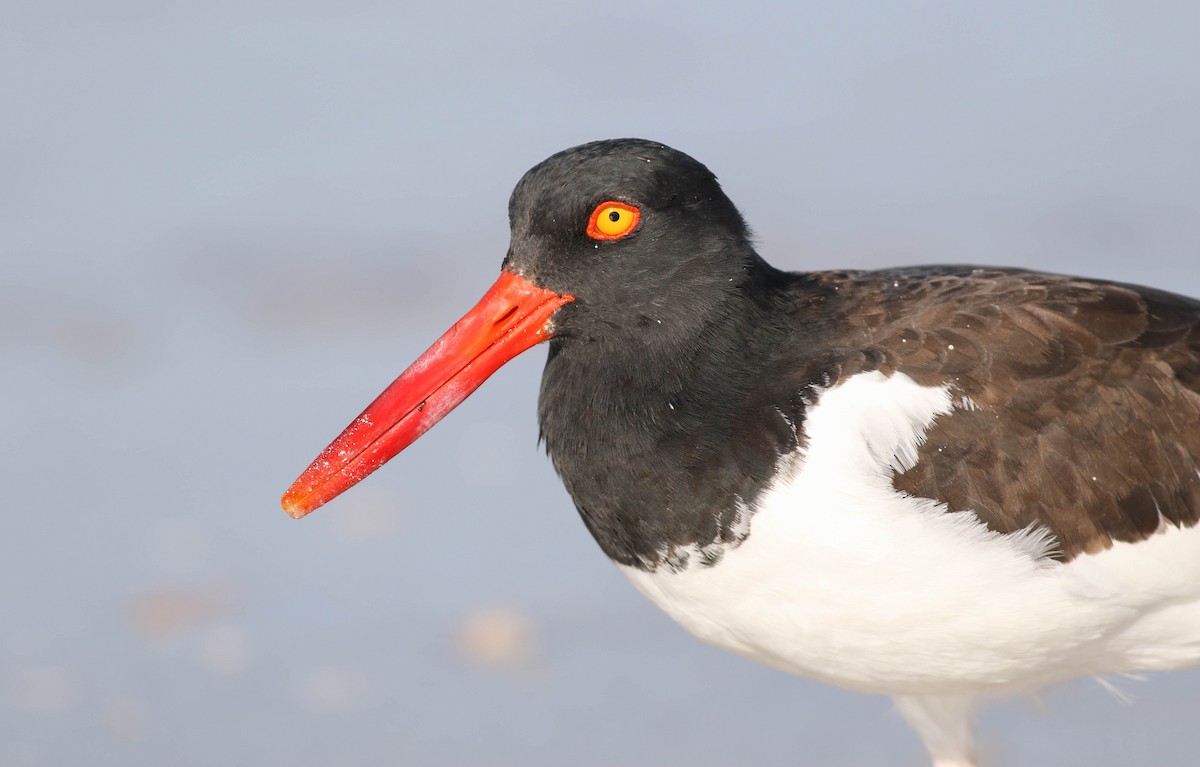 American Oystercatcher - Tommy Quarles