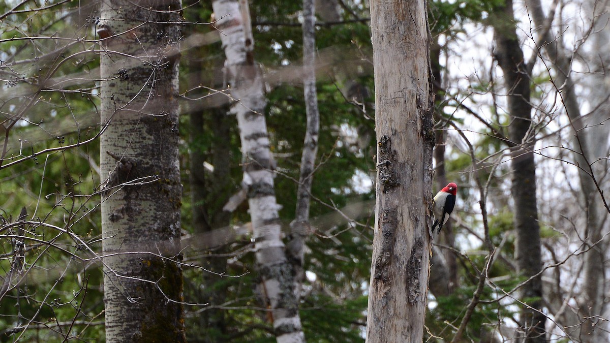 Red-headed Woodpecker - ML197516351