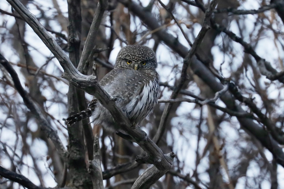 Northern Pygmy-Owl - ML197519291