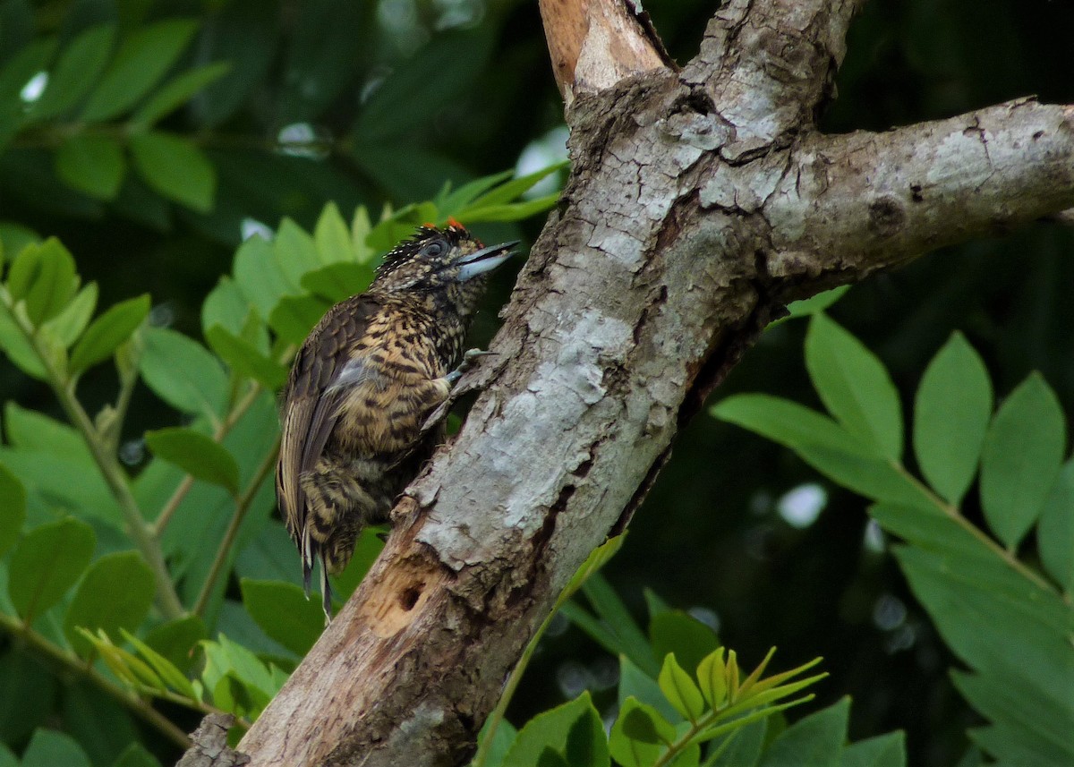 White-wedged Piculet - ML197519821