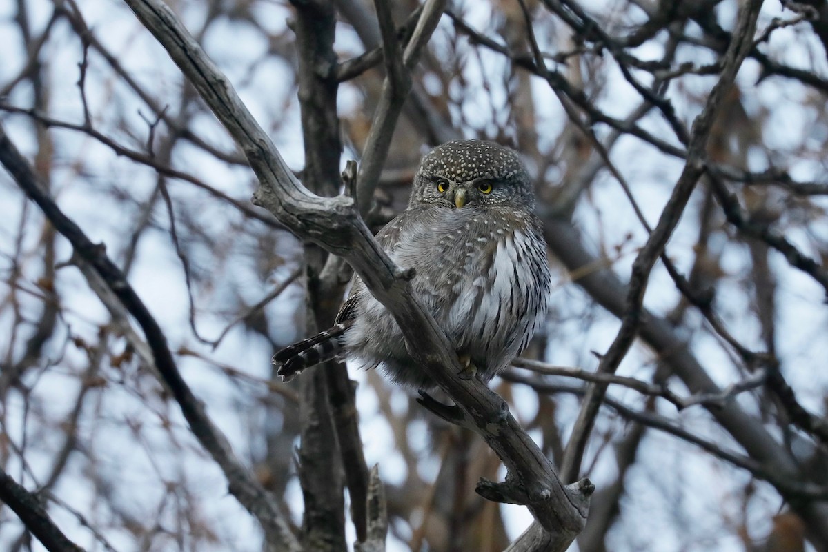 Northern Pygmy-Owl - ML197520921
