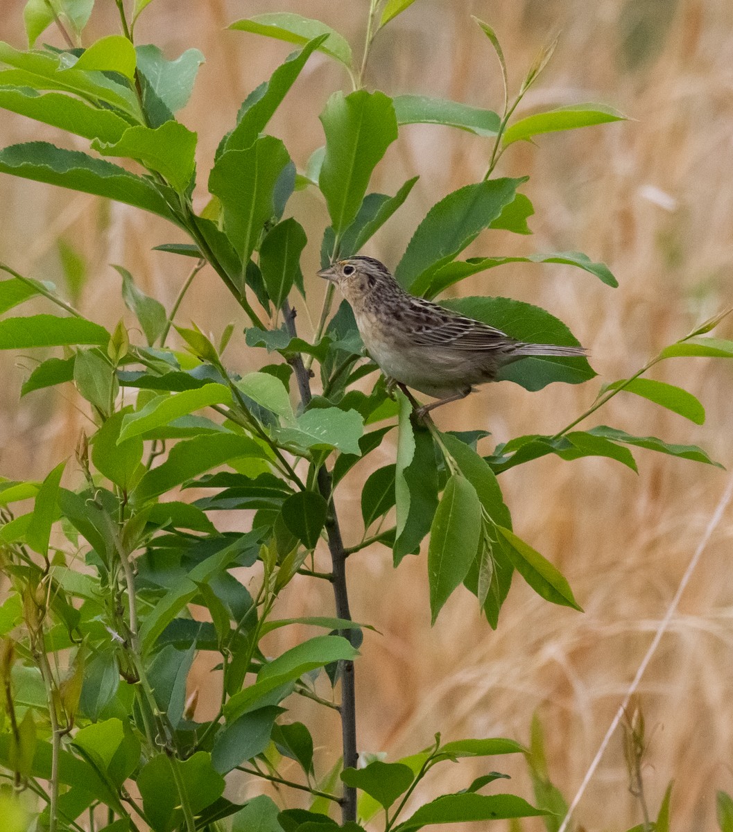 Grasshopper Sparrow - Jim Schill