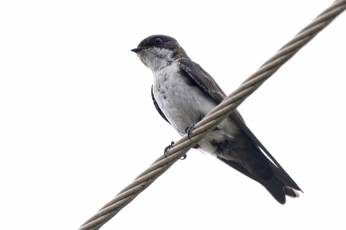 Blue-and-white Swallow - ML197533601