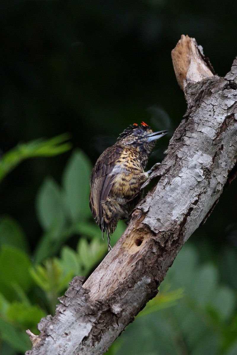 White-wedged Piculet - ML197534241
