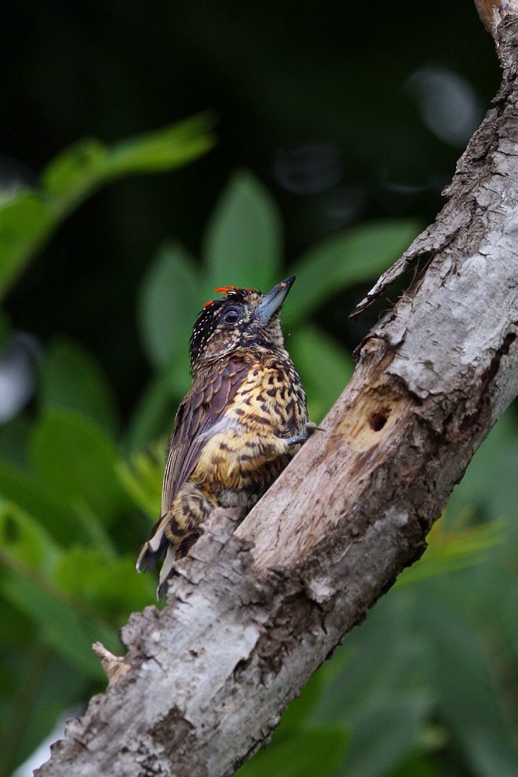 White-wedged Piculet - ML197534271