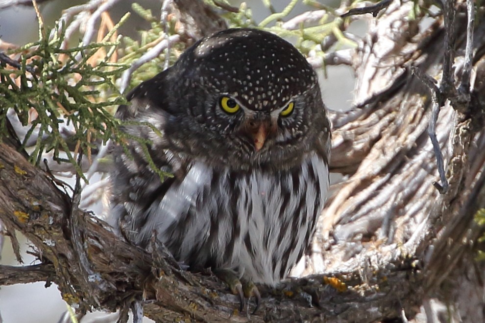 Northern Pygmy-Owl (Rocky Mts.) - Anonymous