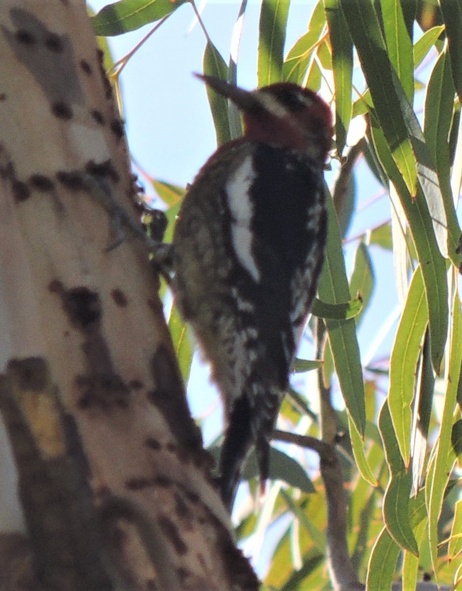 Red-breasted Sapsucker - ML197540951