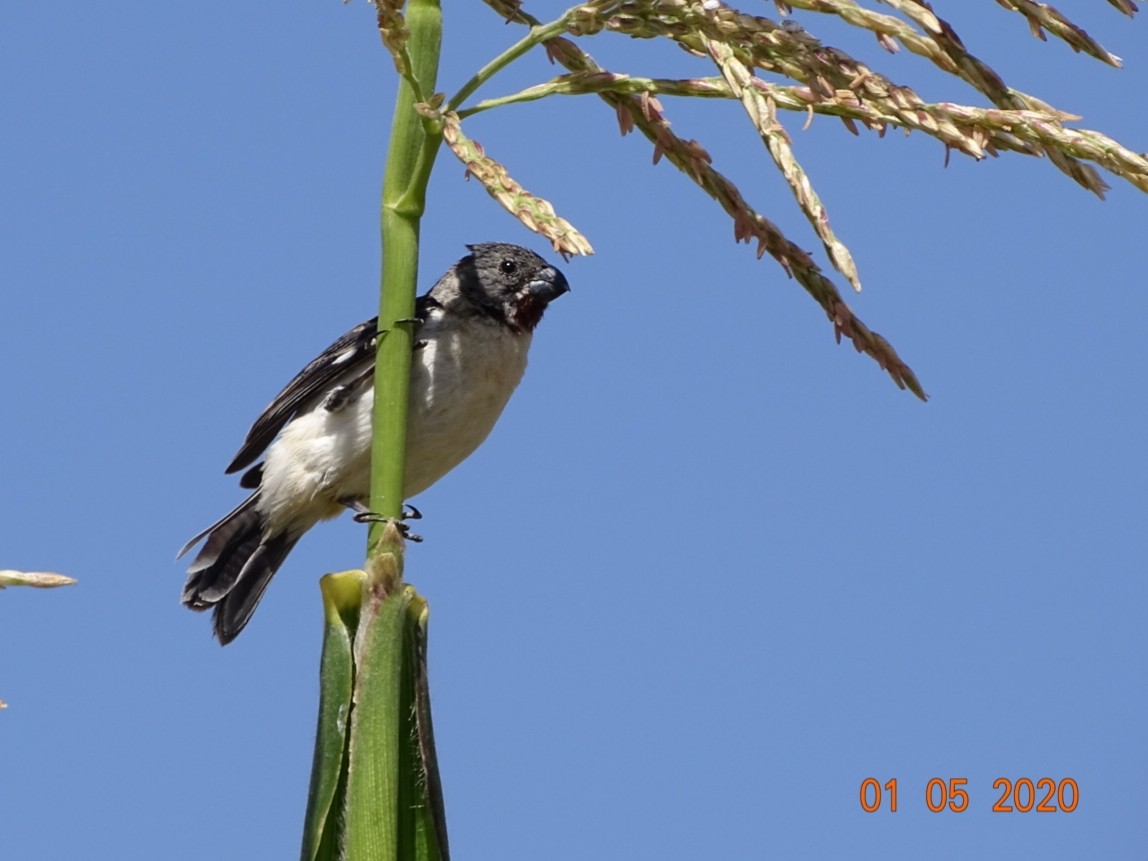 Chestnut-throated Seedeater - ML197541501