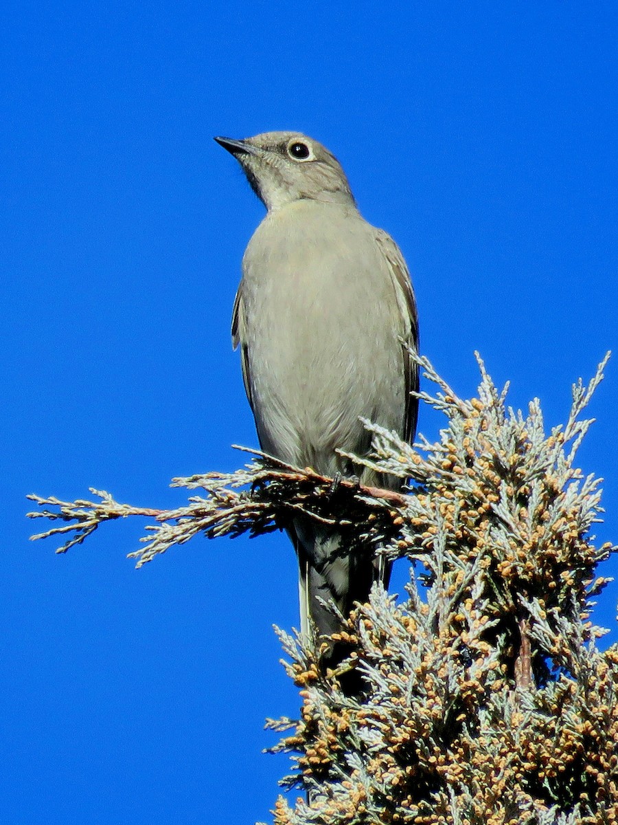 Townsend's Solitaire - ML197543711