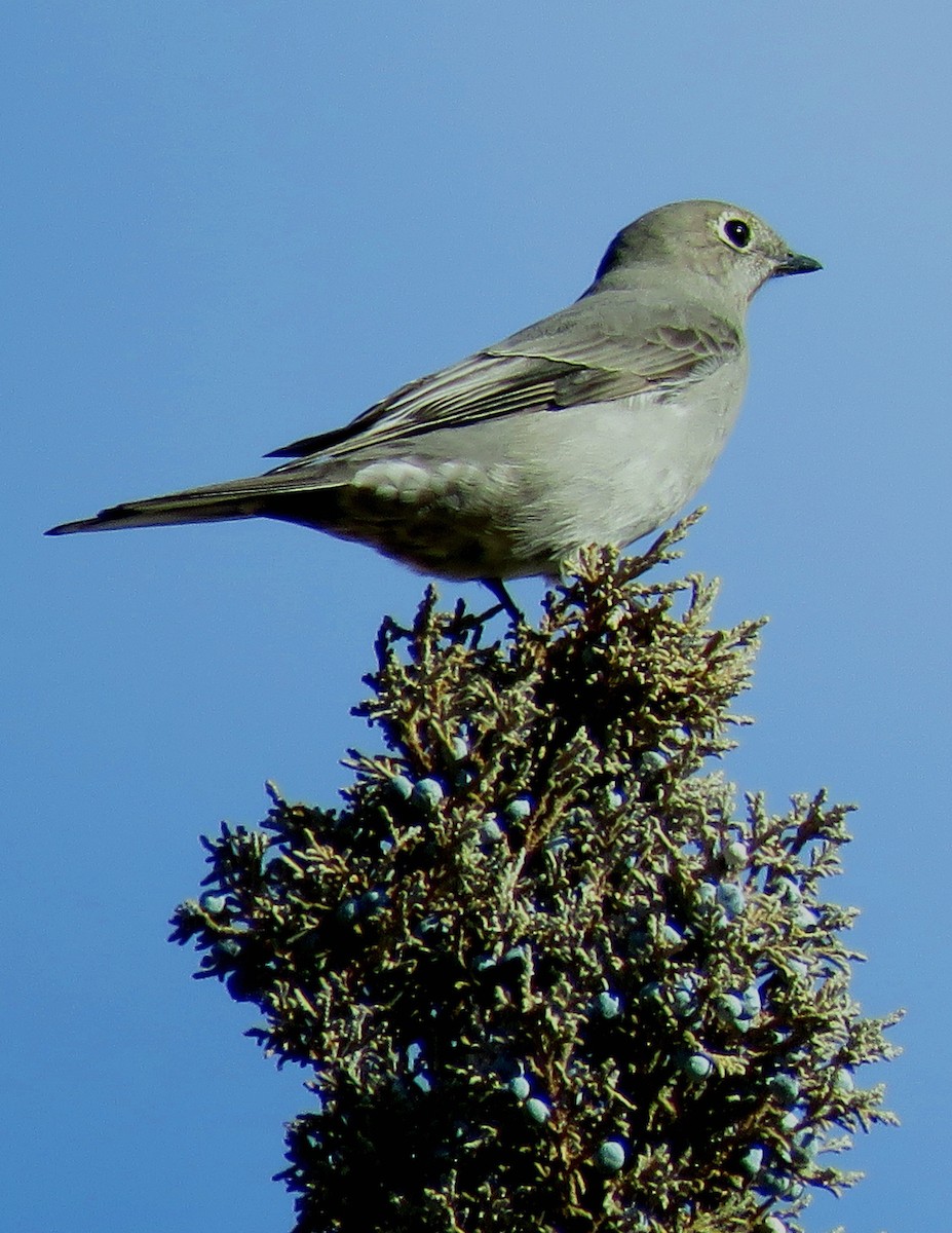 Townsend's Solitaire - ML197543731