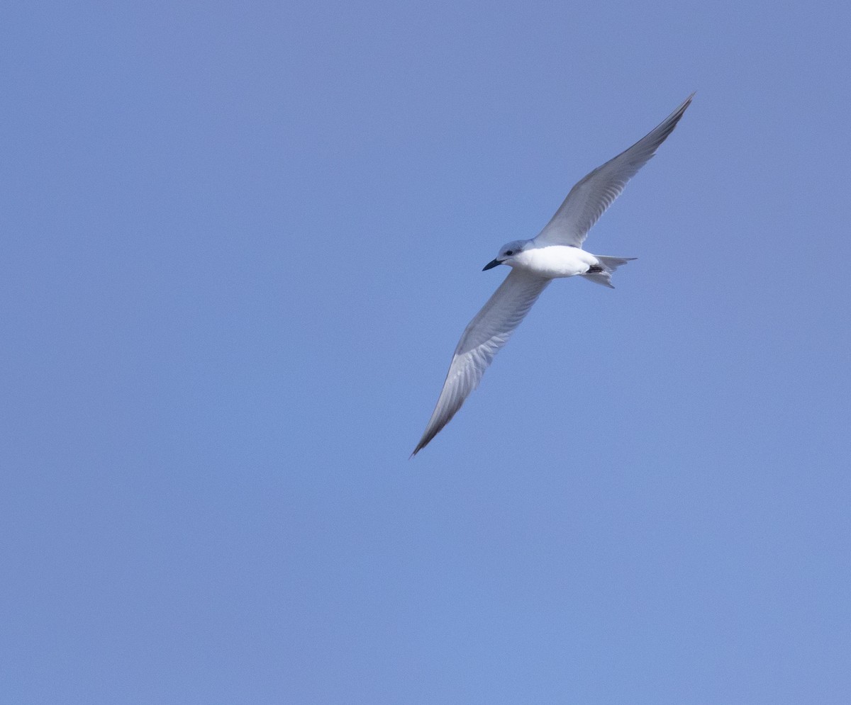 Gull-billed Tern - Hannah Willars 🦆