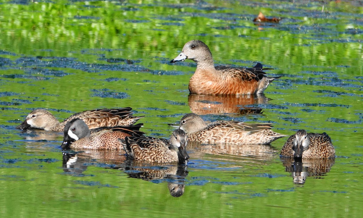Blue-winged Teal - ML197550921