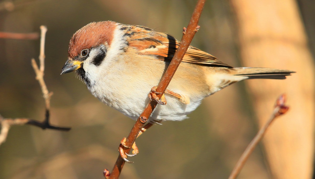 Eurasian Tree Sparrow - ML197552431