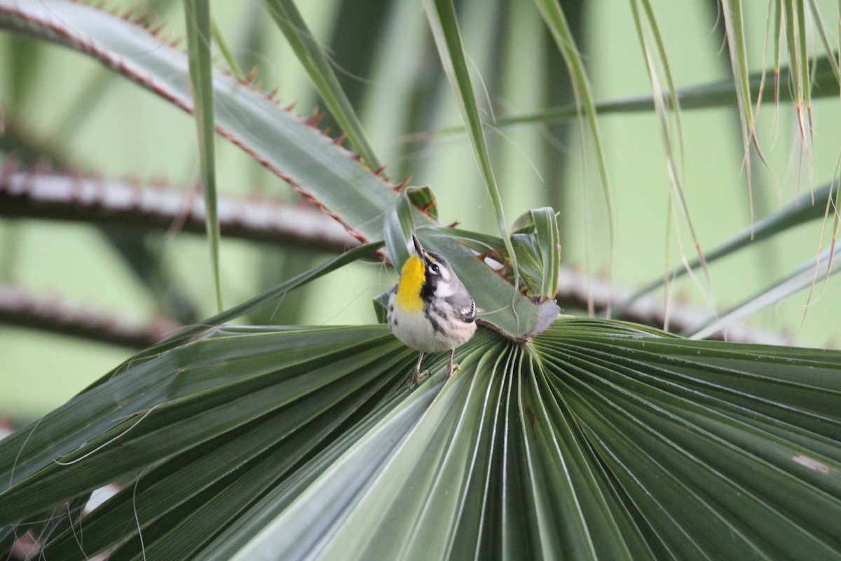 Yellow-throated Warbler - ML197555901