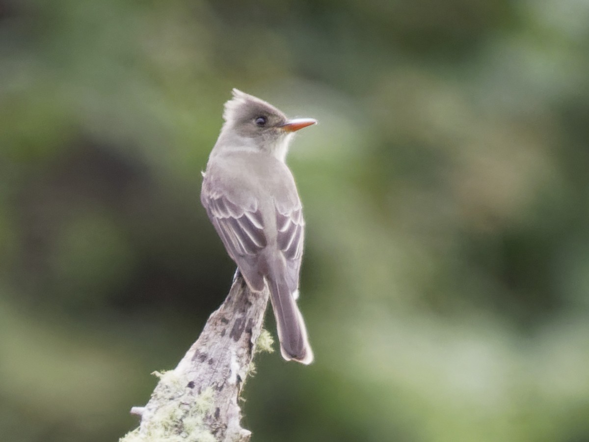 Greater Pewee - ML197557261