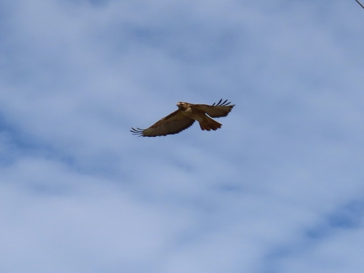 Red-tailed Hawk - ML197562321