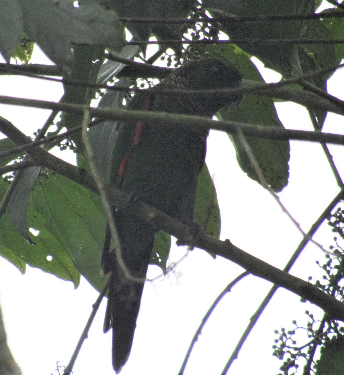 Maroon-tailed Parakeet - ML197567521
