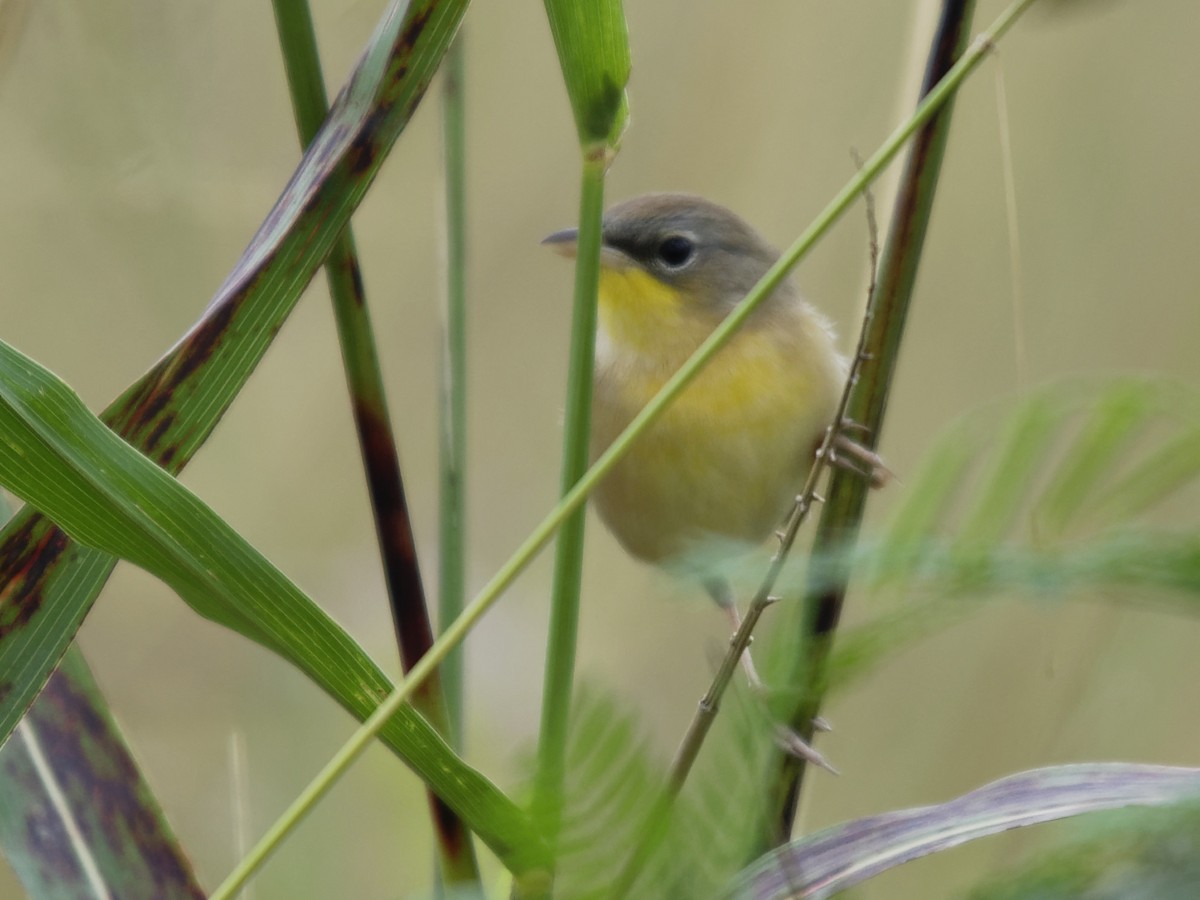 Gray-crowned Yellowthroat - Dina Perry