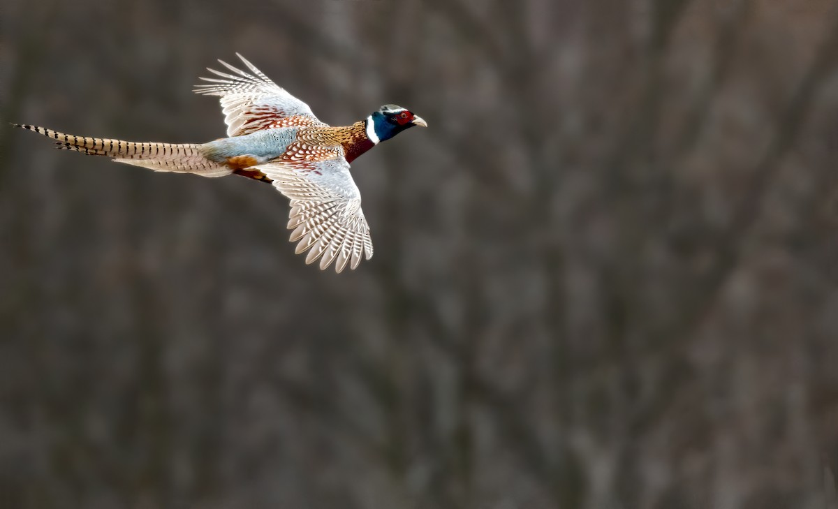 Ring-necked Pheasant - Matthew Addicks