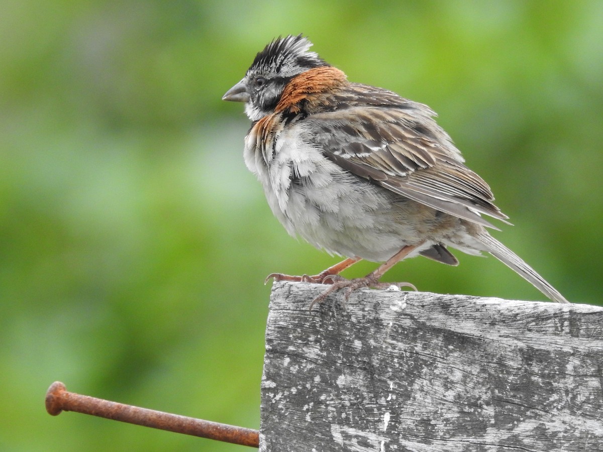 Rufous-collared Sparrow - ML197574881