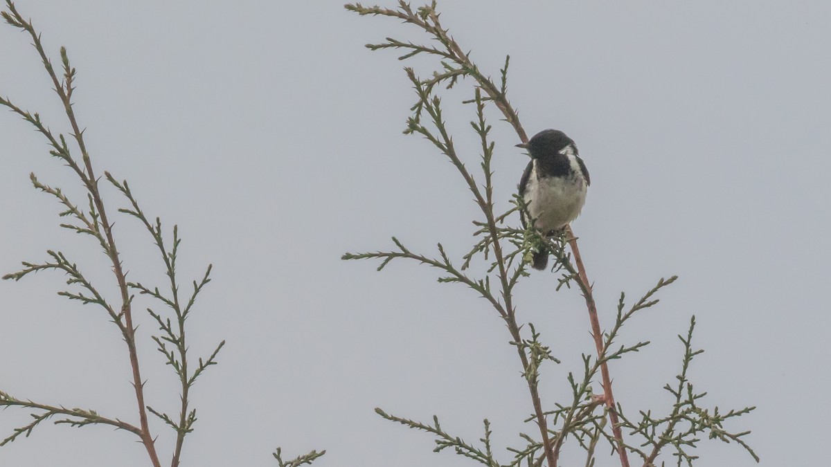 African Stonechat - ML197575821