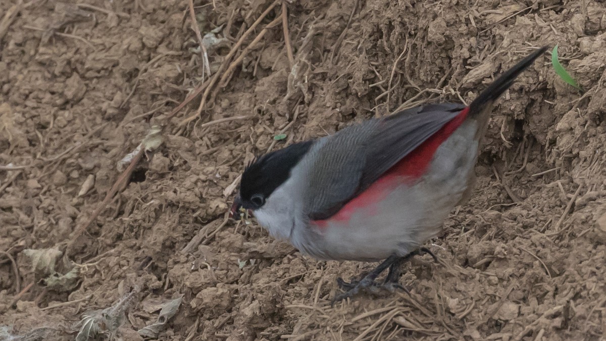 Black-crowned Waxbill - Russell Cooper