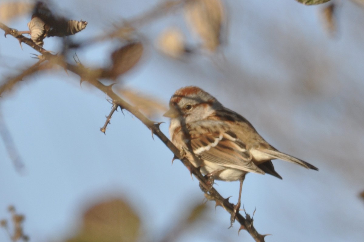 American Tree Sparrow - ML197576671