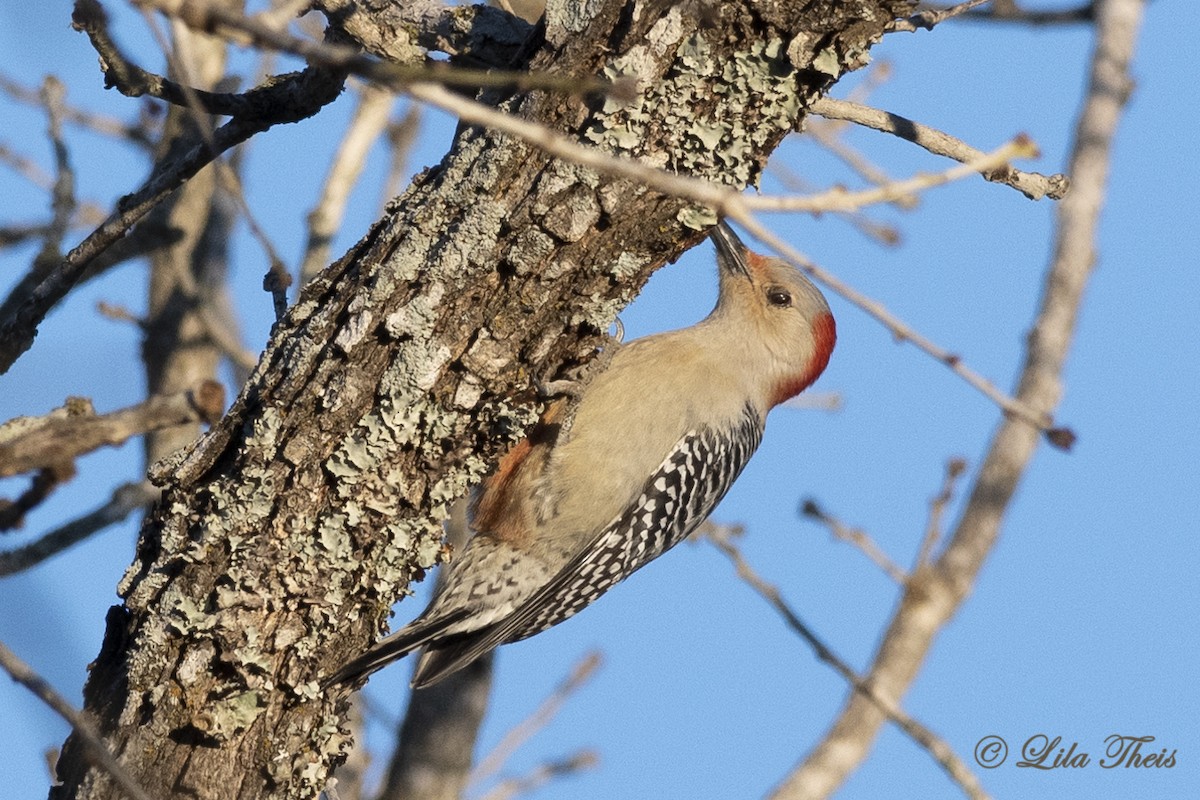 Red-bellied Woodpecker - Lila Theis