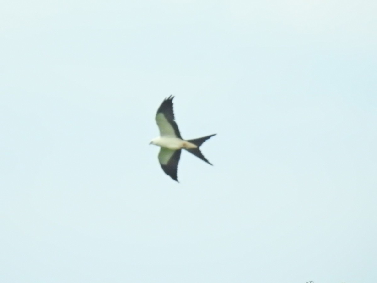 Swallow-tailed Kite - Gina Swindell