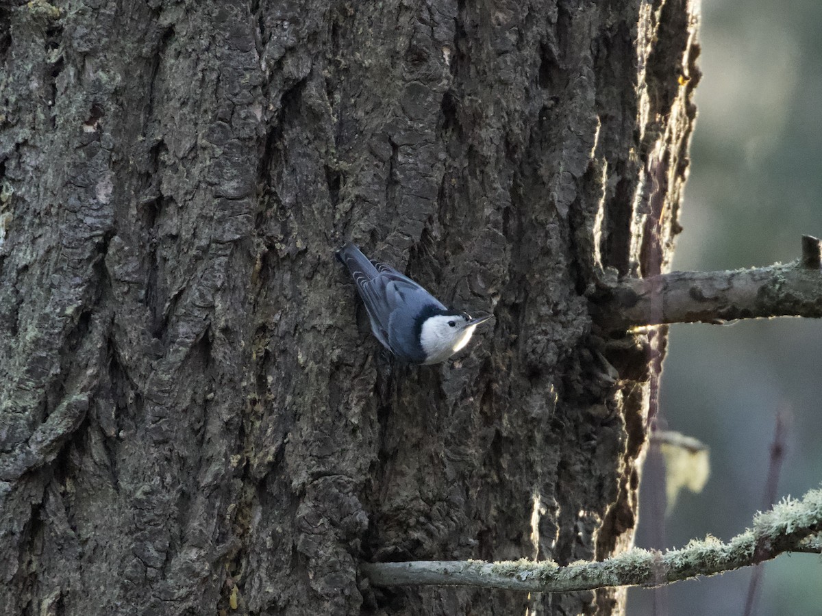 White-breasted Nuthatch - RJ Baltierra