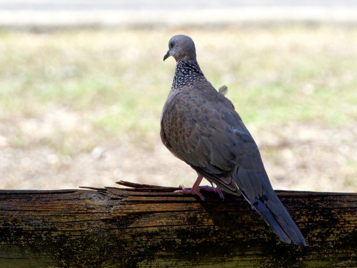 Spotted Dove - ML197587271