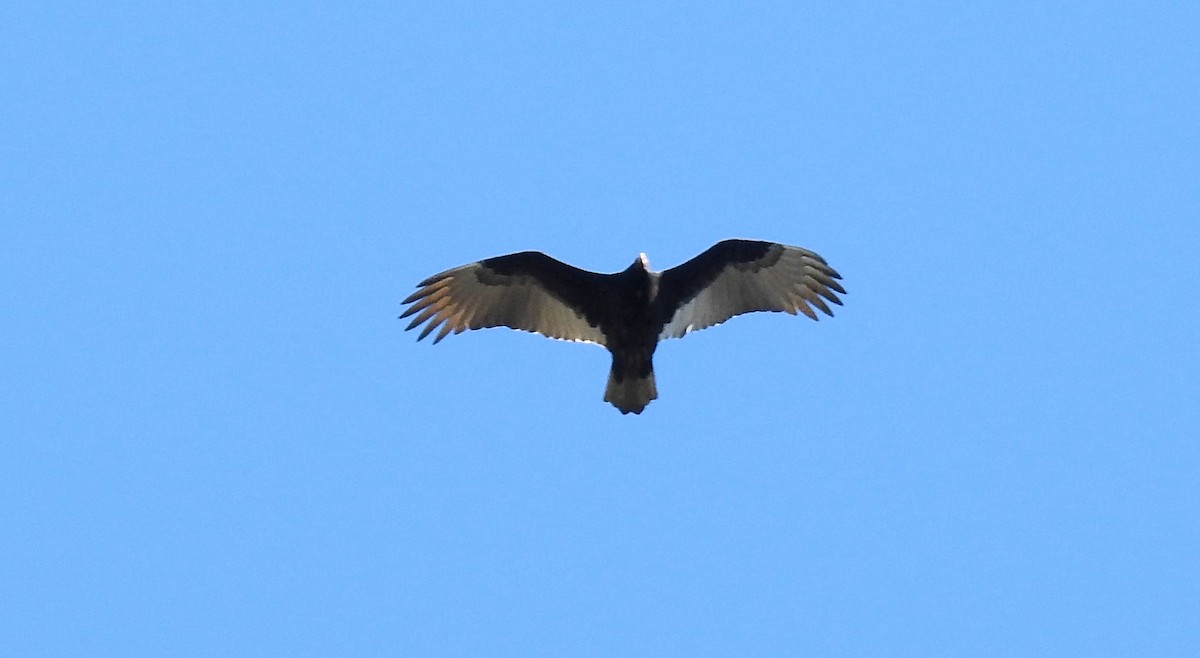 Turkey Vulture - ML197591991