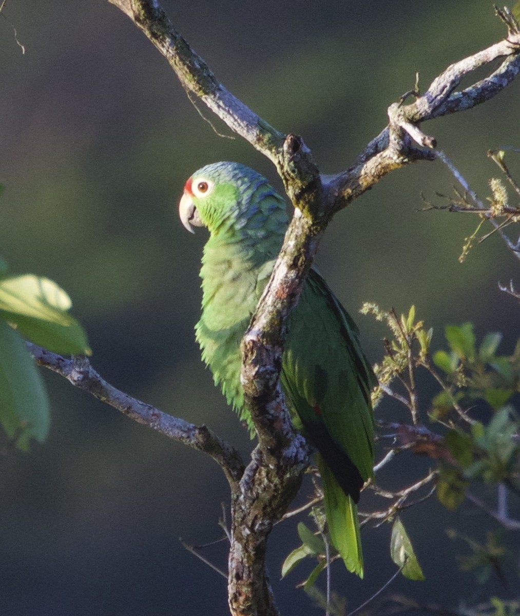 Red-lored Parrot - ML197592001