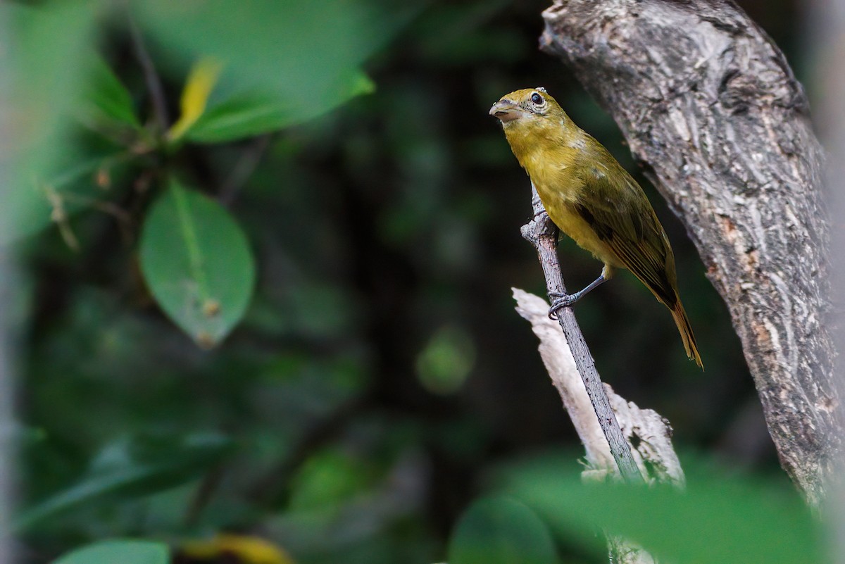 Summer Tanager - Cesar Ponce