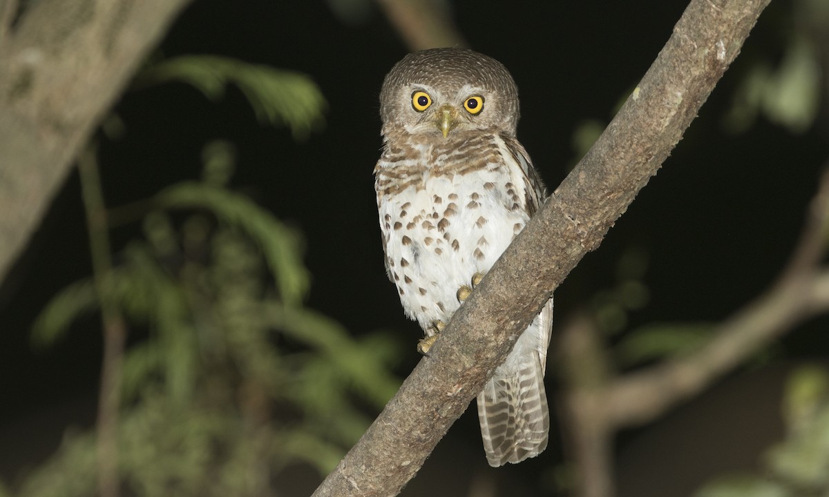 African Barred Owlet - ML197602601