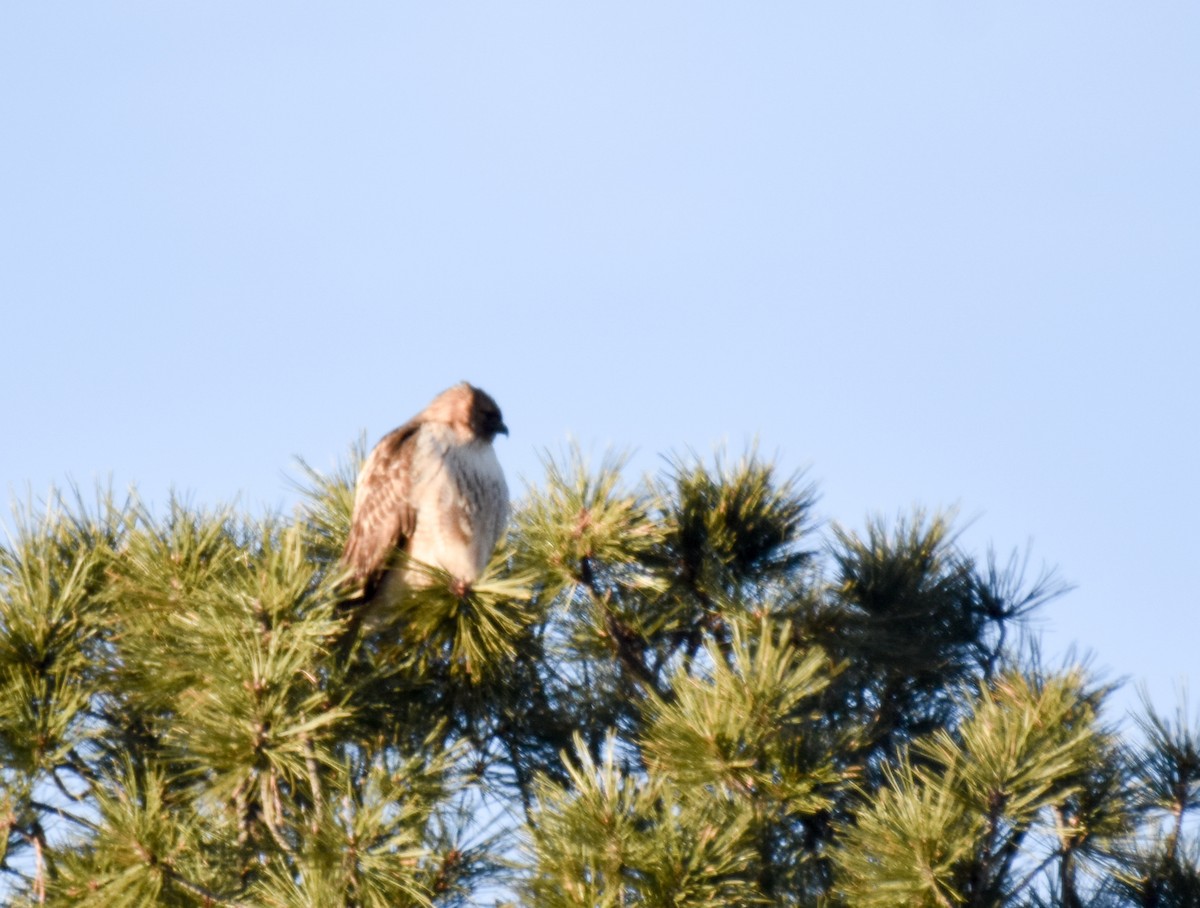 Red-tailed Hawk (calurus/alascensis) - Herb Elliott
