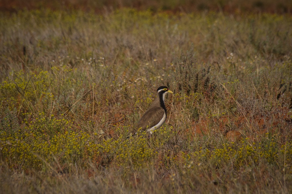Banded Lapwing - ML197610861