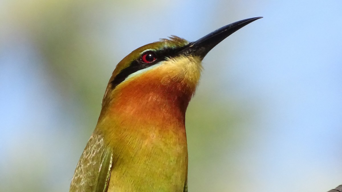 Blue-tailed Bee-eater - ML197614011