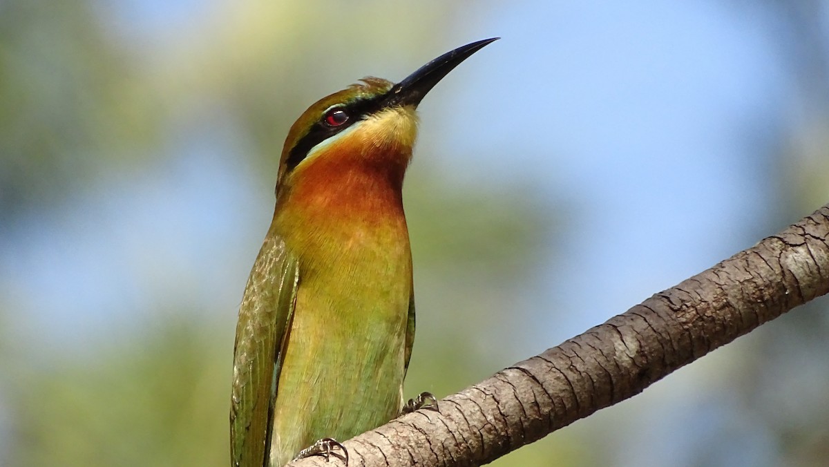 Blue-tailed Bee-eater - ML197614061
