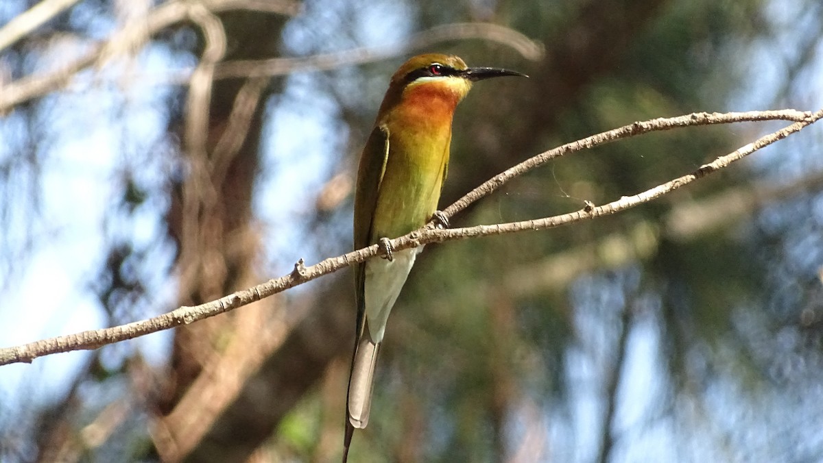 Blue-tailed Bee-eater - ML197614081
