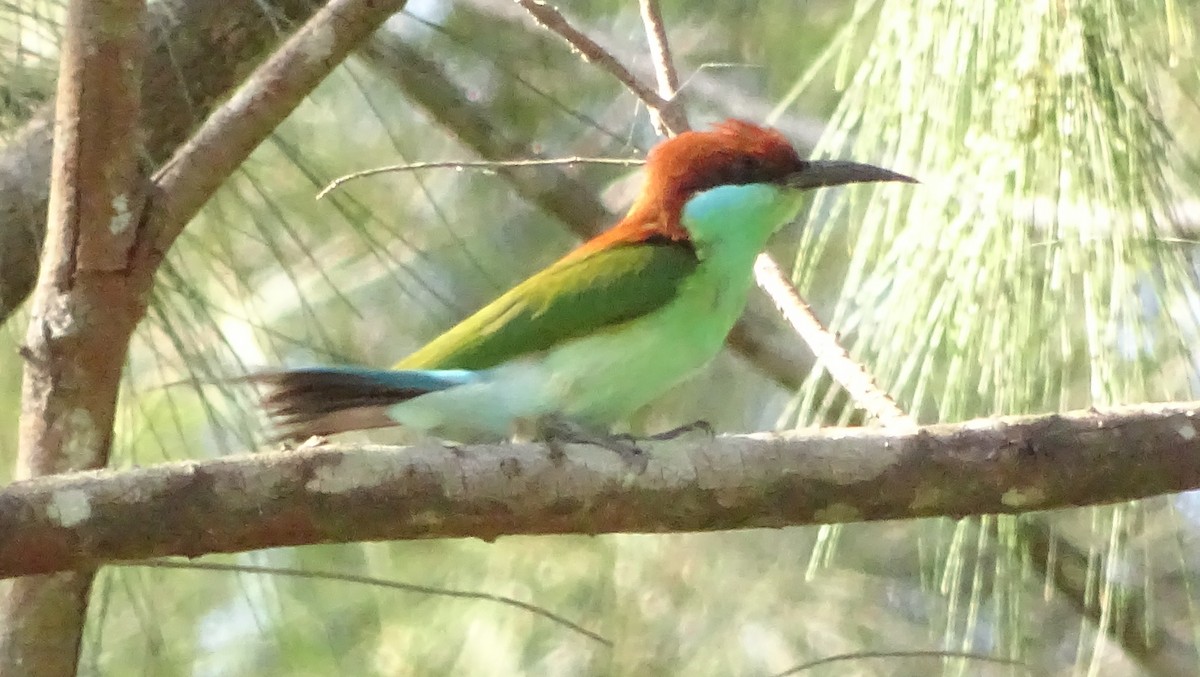 Rufous-crowned Bee-eater - ML197614141