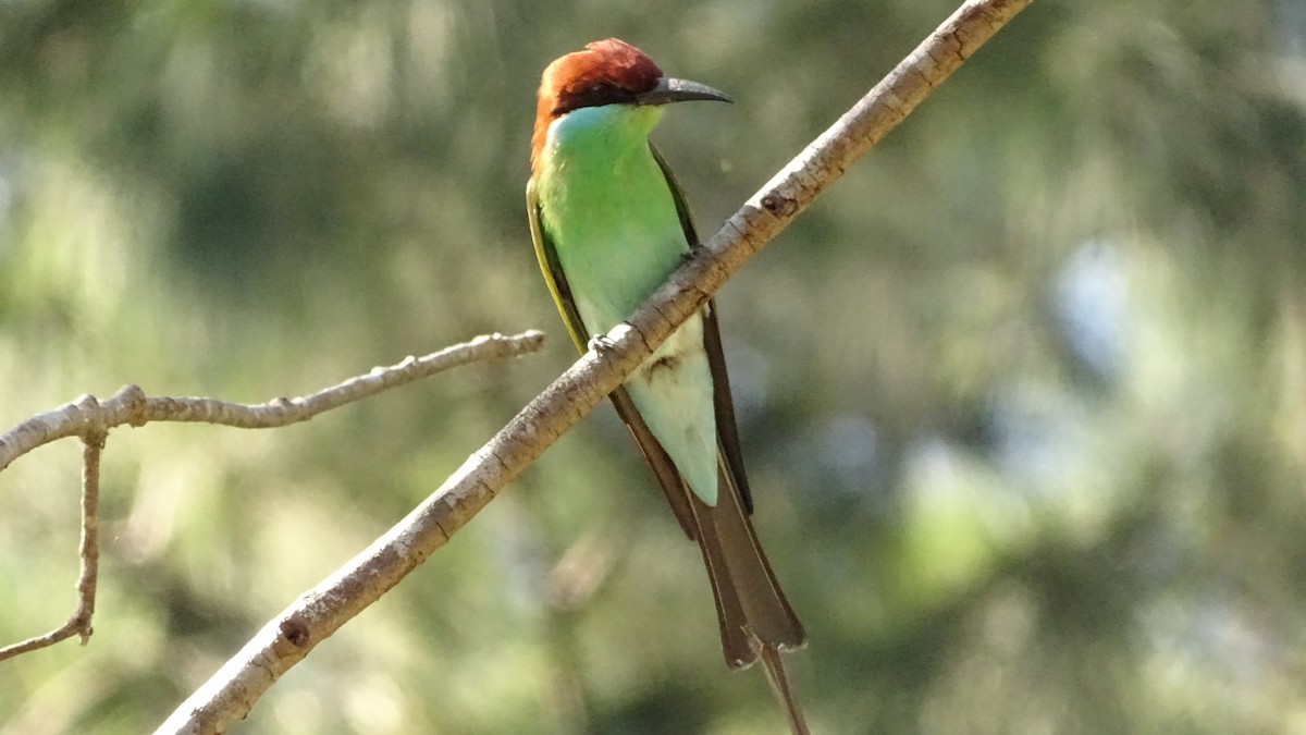 Rufous-crowned Bee-eater - ML197614501