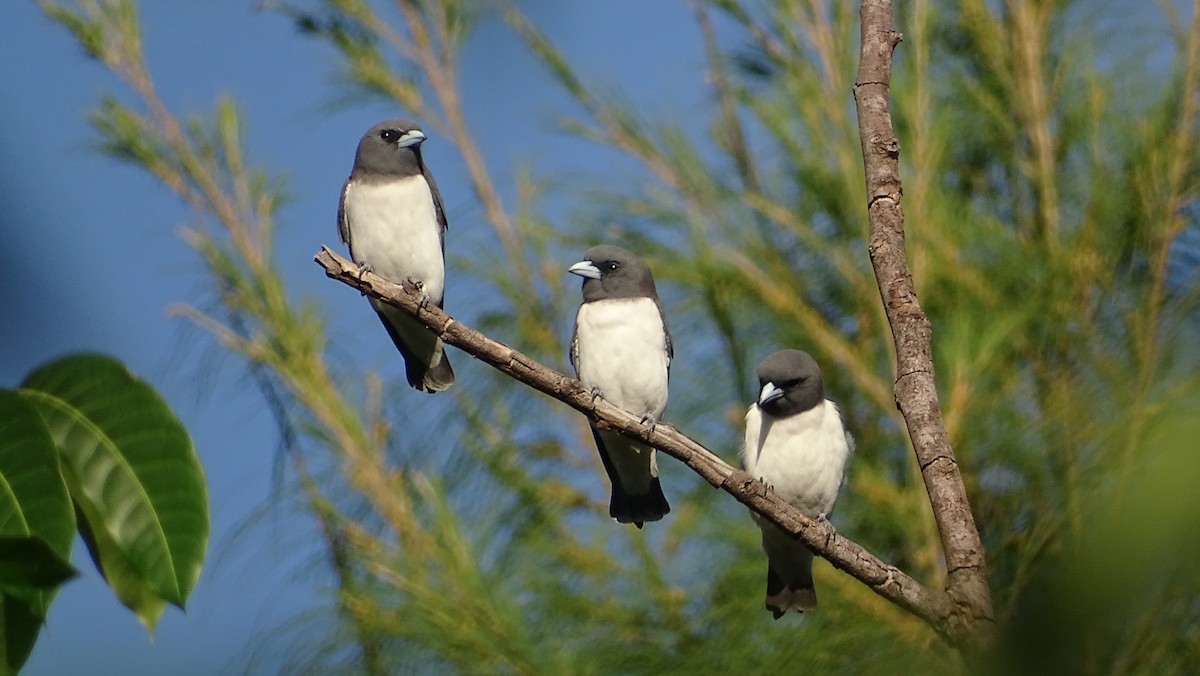 White-breasted Woodswallow - ML197614541