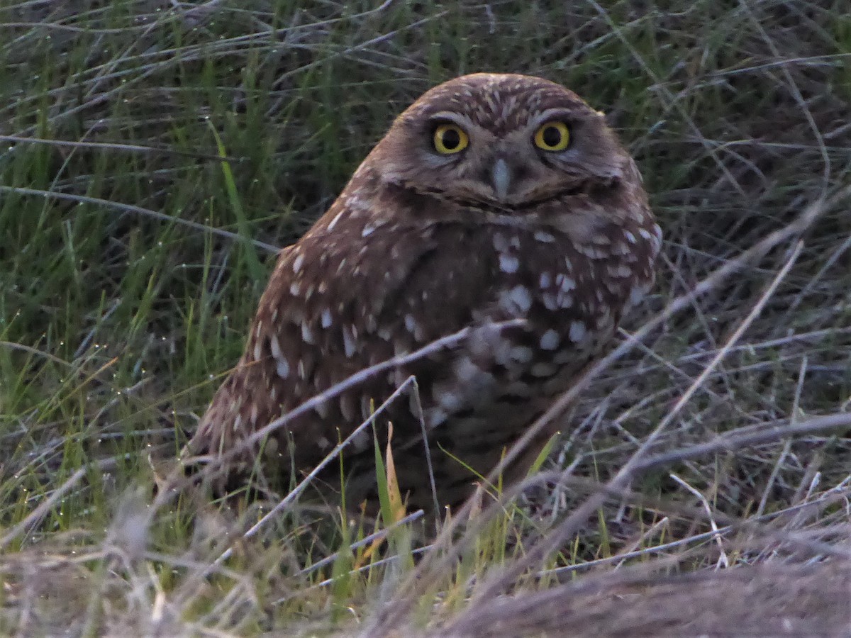 Burrowing Owl - Mary Muchowski