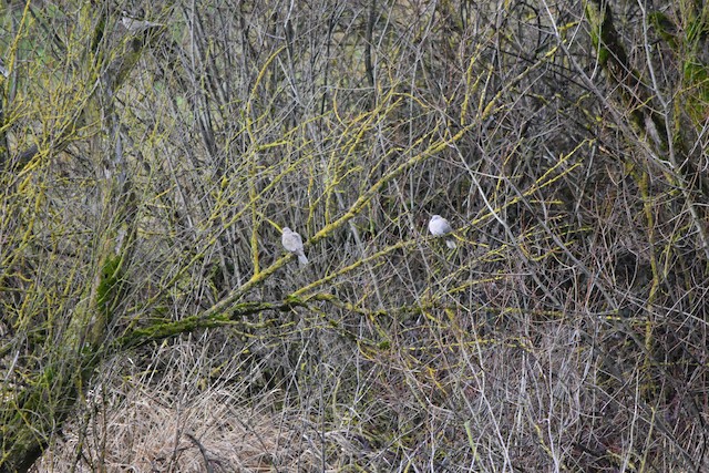 Birds in their habitat; Oregon, United States. - Eurasian Collared-Dove - 