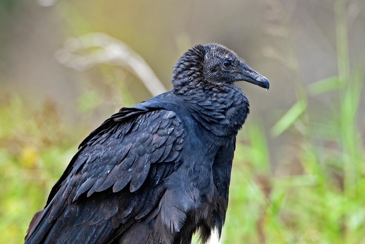 Black Vulture - Andrew Simon
