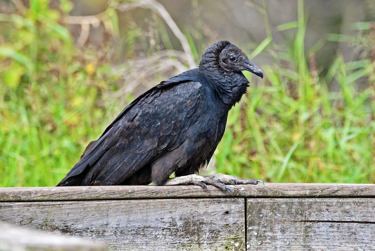 Black Vulture - Andrew Simon