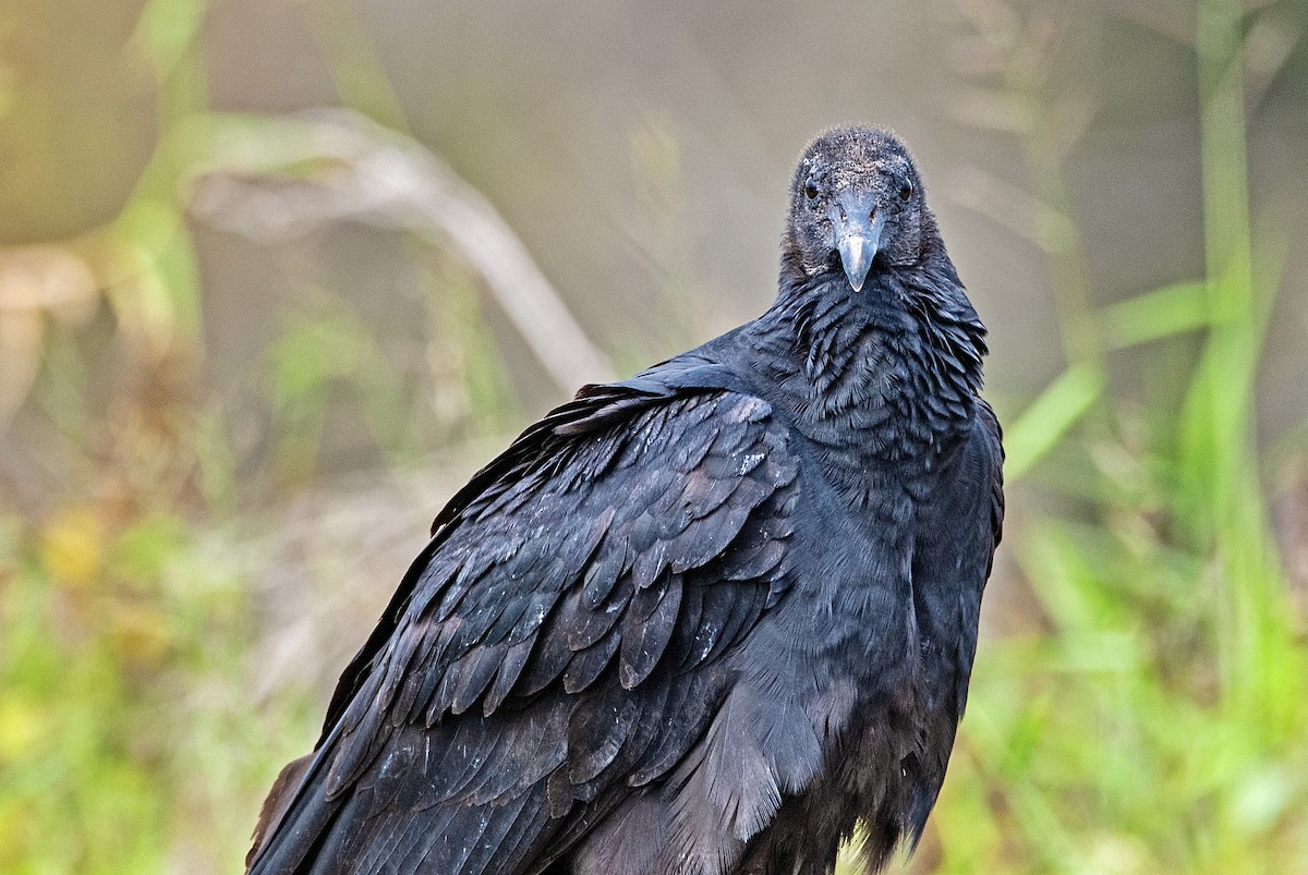 Black Vulture - ML197620881