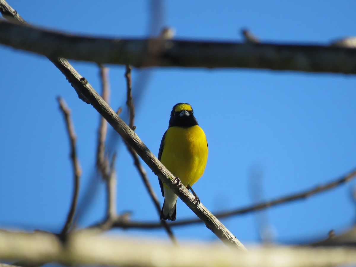 West Mexican Euphonia - ML197624581